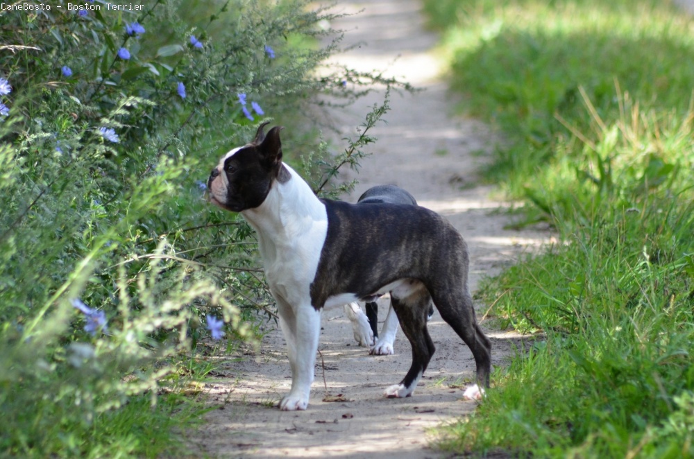 Boston Terrier - ARTHUR CUTE ELEGANT Canebosto