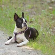 Boston Terrier - ALICE CUTE LADY Canebosto
