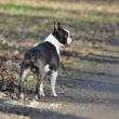 Boston Terrier - BELLO Canebosto