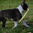Boston Terrier - CHARLY De Rheno Inferiore 
