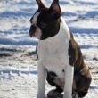Boston Terrier - CHARLY De Rheno Inferiore 