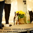 Boston Terrier - FRUIT DE LA PASSION CANEBOSTO Z Czańca