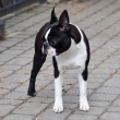 Boston Terrier - GAJA Z Księstwa Cieszyńskiego