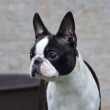 Boston Terrier - PRINCIBELLA Canebosto