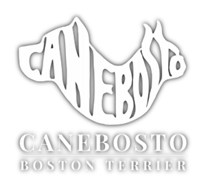 Canebosto - Boston Terrier